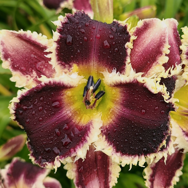 Wee Wonder - 1 Fan Wee Wonder - 1 Fan